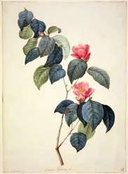 PD.21-1960 Camellia Japonica, 1793